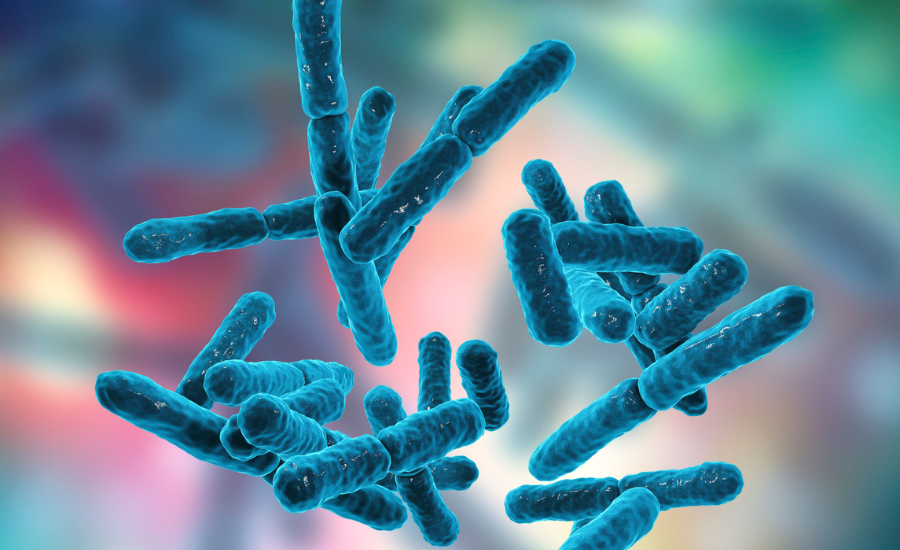 Probióticos e Saúde Intestinal