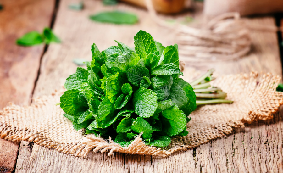 menta
